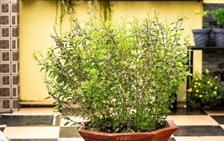 Holy basil: Holy basil or Tulsi helps control levels of androgens and insulin level in women with PCOS. It has anti-androgenic properties that can be helpful in managing the symptoms of PCOS. Women with PCOS have to deal with acne and excess hair due to excess production of male sex hormones. Holy basil is an excellent agent that aids in controlling these hormones in women with PCOS. (Pixabay) Holy basil: Holy basil or Tulsi helps control levels of androgens and insulin level in women with PCOS. It has anti-androgenic properties that can be helpful in managing the symptoms of PCOS. Women with PCOS have to deal with acne and excess hair due to excess production of male sex hormones. Holy basil is an excellent agent that aids in controlling these hormones in women with PCOS. (Pixabay)