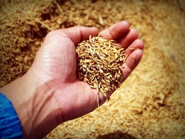 Eat whole grains: They are loaded with minerals, fiber, and Vitamin B. They are necessary for the baby’s development and a good source of energy during pregnancy. If the pregnancy is of high risk then you need to avoid refined carbohydrates like white bread, junk food, or highly processed desserts. Instead, one can have wheat, oats, corn, barley, jowar, and brown rice which are packed with good nutrition and fiber that reduces the risk of constipation and haemorrhoids during pregnancy. (Pixabay)