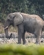 As per the official data, since 2019, at least 3 people have been injured in elephant attacks. As per reports, 6 elephants are still roaming in the area. (REPRESENTATIVE PIC) As per the official data, since 2019, at least 3 people have been injured in elephant attacks. As per reports, 6 elephants are still roaming in the area. (REPRESENTATIVE PIC)