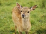 Fawn