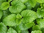 Nutritionist Kyati emphasises the rise of iron deficiency and suggests incorporating mint into meals to boost iron intake. Nutritionist Kyati emphasises the rise of iron deficiency and suggests incorporating mint into meals to boost iron intake.