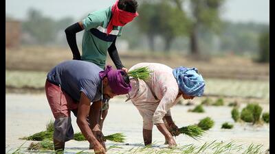 According to former PAU vice-chancellor BS Dhillon, the government decision will push Punjab back into the path of ecological disaster which the state has been trying to avert for the past many years. According to former PAU vice-chancellor BS Dhillon, the government decision will push Punjab back into the path of ecological disaster which the state has been trying to avert for the past many years.