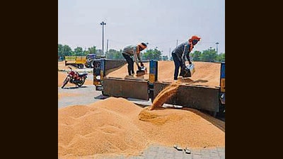 According to the data by the Haryana State Agricultural Marketing Board (HSAMB) issued on Thursday, the agencies have purchased 3.53 lakh metric tonnes (MT) of wheat till April 9, while it was 93,992.47 MT till same date last year. (PTI file) According to the data by the Haryana State Agricultural Marketing Board (HSAMB) issued on Thursday, the agencies have purchased 3.53 lakh metric tonnes (MT) of wheat till April 9, while it was 93,992.47 MT till same date last year. (PTI file)