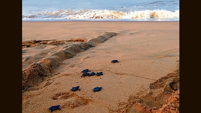 Olive Ridley turtles are the smallest of the marine turtles that normally lay eggs in Rushikulya and Gahirmatha beaches of Odisha. (PTI) Olive Ridley turtles are the smallest of the marine turtles that normally lay eggs in Rushikulya and Gahirmatha beaches of Odisha. (PTI)