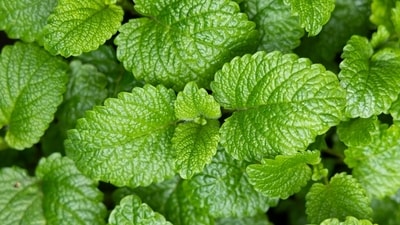 Nutritionist Kyati emphasises the rise of iron deficiency and suggests incorporating mint into meals to boost iron intake. (Shutterstock) Nutritionist Kyati emphasises the rise of iron deficiency and suggests incorporating mint into meals to boost iron intake. (Shutterstock)