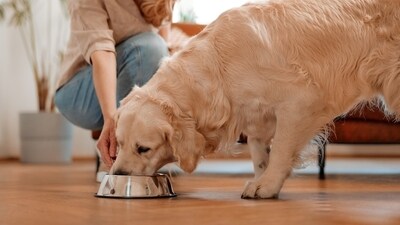It is essential to understand what our pets need and what we should avoid feeding them. (Shutterstock) It is essential to understand what our pets need and what we should avoid feeding them. (Shutterstock)