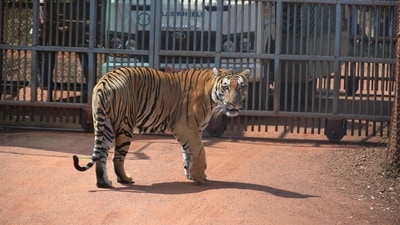 Seven tigers were seized from one man's property in Nevada. (Representational image) Seven tigers were seized from one man's property in Nevada. (Representational image)