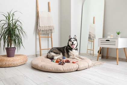 Huskies live in colder regions. (Shutterstock) Huskies live in colder regions. (Shutterstock)
