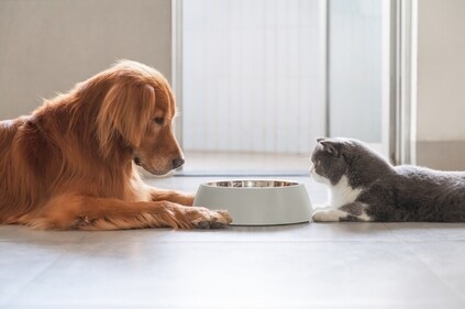 Dos and don'ts about pet food. (Shutterstock) Dos and don'ts about pet food. (Shutterstock)