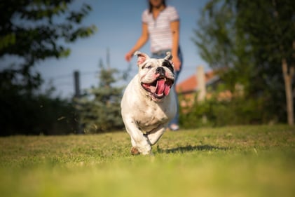 Your lifestyle should match your puppy's temperament. (Shutterstock) Your lifestyle should match your puppy's temperament. (Shutterstock)