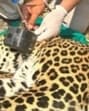After carrying out the pilot camera collaring project, the WII scientist on Friday posted the first-ever footage extracted from the camera collar. (REPRESENTATIVE PHOTO) After carrying out the pilot camera collaring project, the WII scientist on Friday posted the first-ever footage extracted from the camera collar. (REPRESENTATIVE PHOTO)