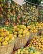 To ripen mangoes, ethylene in the form of gas is permitted in adherence to specific conditions and concentrations. However, direct use of ethylene on the fruit is not allowed, said officials. (REPRESENTATIVE PHOTO)