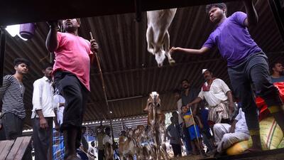 Mumbai, India - Aug. 19, 2018:Traders offload goat for the upcoming festival of Eid al-Adha (Bakra Id) at Deonar abattoir in Mumbai, India, on Sunday, August 19, 2018. (Photo by Anshuman Poyrekar/Hindustan Times) (Anshuman Poyrekar/HT Photo) Mumbai, India - Aug. 19, 2018:Traders offload goat for the upcoming festival of Eid al-Adha (Bakra Id) at Deonar abattoir in Mumbai, India, on Sunday, August 19, 2018. (Photo by Anshuman Poyrekar/Hindustan Times) (Anshuman Poyrekar/HT Photo)
