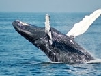 A dead whale washed ashore in Huntington Beach
