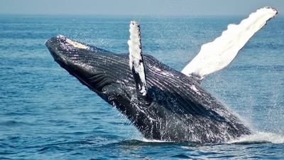 A dead whale washed ashore in Huntington Beach (Unsplash) A dead whale washed ashore in Huntington Beach (Unsplash)