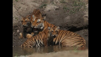 Tigress with cubs at Kishanpur wildlife sanctuary (UP). (Col RS Bhadauria (retd)) Tigress with cubs at Kishanpur wildlife sanctuary (UP). (Col RS Bhadauria (retd))