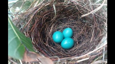 We couldn’t resist capturing the sight of a Robin’s nest, so, very stealthily, we clicked a picture and quickly slipped away from the place as human interruptions can scare/ disturb these pure and blessed sensitive beings. (Reema Bansal) We couldn’t resist capturing the sight of a Robin’s nest, so, very stealthily, we clicked a picture and quickly slipped away from the place as human interruptions can scare/ disturb these pure and blessed sensitive beings. (Reema Bansal)