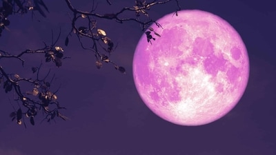 2 lucky zodiac signs on Pink Full Moon day (X: @DailyLoud) 2 lucky zodiac signs on Pink Full Moon day (X: @DailyLoud)