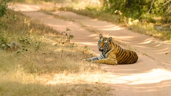 Bandhavgarh National Park: Where roaring wildlife meets whispers of nature (Unsplash/Naveen Naidu)