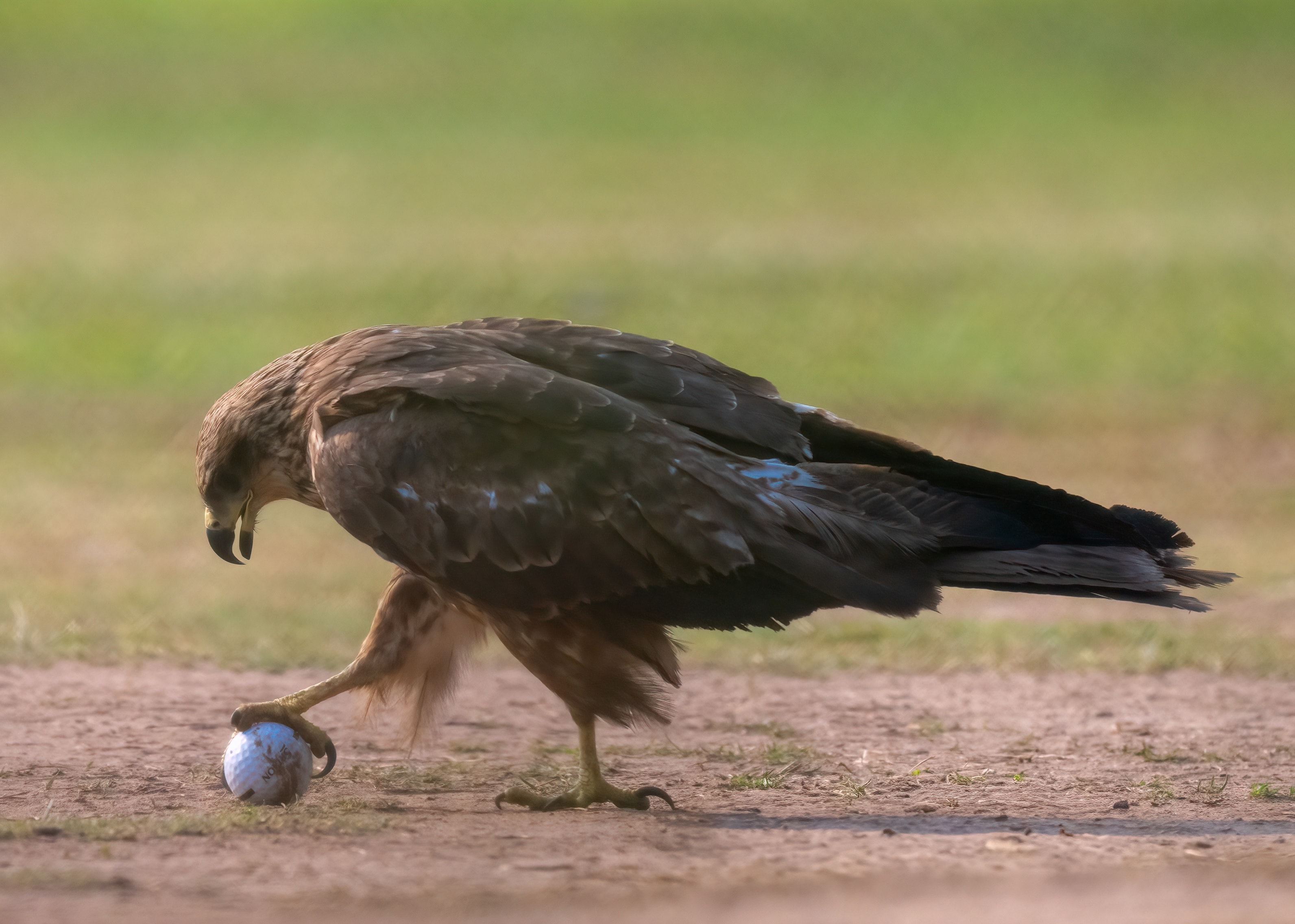 Kite with a golf ball at the CGA Range. (Anuj Jain) Kite with a golf ball at the CGA Range. (Anuj Jain)