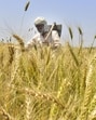 PAU experts say that heat destroys the grains, which is why irrigation is important to protect the crop. (Sameer Sehgal/HT)