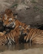 Tigress with cubs at Kishanpur wildlife sanctuary (UP). (Col RS Bhadauria (retd))