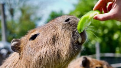 The Capybara Cafe gives visitors a chance to bond with the world’s largest rodents up close. (Pexel) The Capybara Cafe gives visitors a chance to bond with the world’s largest rodents up close. (Pexel)