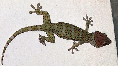 The species, found in Arunachal Pradesh and Assam, is protected by law. (Representational) The species, found in Arunachal Pradesh and Assam, is protected by law. (Representational)