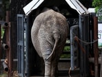 A video of African elephants reacting to the earthquake at the San Diego Zoo Safari Park has gone viral.