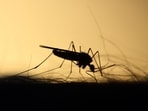 Stay safe from malaria during the summer season.