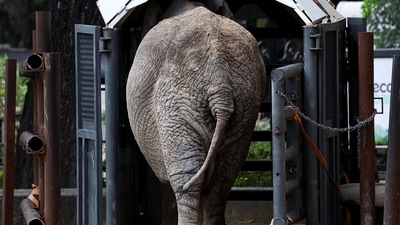 A video of African elephants reacting to the earthquake at the San Diego Zoo Safari Park has gone viral. (Representational Image/ REUTERS)