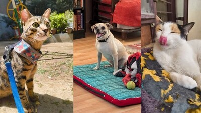 Meet these animals in Delhi-NCR, who are searching for forever homes this week. Meet these animals in Delhi-NCR, who are searching for forever homes this week.
