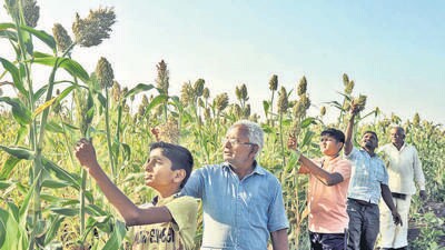 Sangli, India – February 9: Farmer Mahavir Tamgave (2L) and family members working in a sorghum field in village Kavthepiran near Sangli in Maharashtra, India on Tuesday, February 9, 2021. (Photo by Uday Deolekar / Hindustan Times) (UDAY DEOLEKAR) Sangli, India – February 9: Farmer Mahavir Tamgave (2L) and family members working in a sorghum field in village Kavthepiran near Sangli in Maharashtra, India on Tuesday, February 9, 2021. (Photo by Uday Deolekar / Hindustan Times) (UDAY DEOLEKAR)