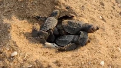 A viral video showed Olive Ridley hatchlings beginning their journey from the shore to the ocean, as mass hatching unfolded in Odisha’s Rushikulya. (X/@ParveenKaswan) A viral video showed Olive Ridley hatchlings beginning their journey from the shore to the ocean, as mass hatching unfolded in Odisha’s Rushikulya. (X/@ParveenKaswan)