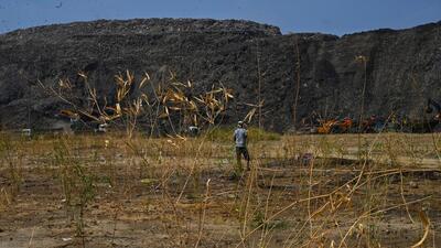 The dried up saplings near the landfill site on Monday. (Vipin Kumar/HT Photo)