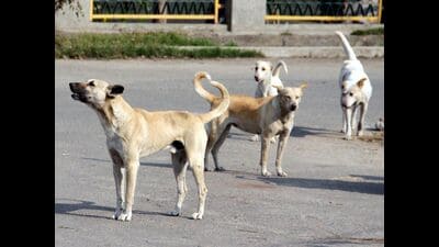 Three of them have died, and the medical condition of others is serious. (REPRESENTATIVE PIC) Three of them have died, and the medical condition of others is serious. (REPRESENTATIVE PIC)