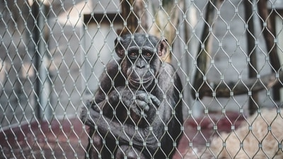 A Chinese zoo sparked controversy for dressing a baby chimp in a dress and braids. (Representational image/Unsplash) A Chinese zoo sparked controversy for dressing a baby chimp in a dress and braids. (Representational image/Unsplash)