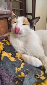 Rupin. Rupin.