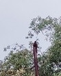 According to wildlife experts, this kind of aggressive behaviour is typical of black kites during nesting season as they are fiercely protective of their eggs. (HT)