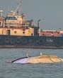 Mumbai, India. Dec 20, 2024: General view of damaged tourist ferry Neel Kamal near Bhaucha Dhakka. A Navy speedboat collided with the Neel Kamal ferry near the Gateway of India on Monday, resulting in the tragic loss of 13 passengers' lives. More than 100 passengers were rescued by the Navy, Coast Guard, and Marine Police. Mumbai, India. Dec 20, 2024. (Photo by Raju Shinde/HT Photo) (Hindustan Times) Mumbai, India. Dec 20, 2024: General view of damaged tourist ferry Neel Kamal near Bhaucha Dhakka. A Navy speedboat collided with the Neel Kamal ferry near the Gateway of India on Monday, resulting in the tragic loss of 13 passengers' lives. More than 100 passengers were rescued by the Navy, Coast Guard, and Marine Police. Mumbai, India. Dec 20, 2024. (Photo by Raju Shinde/HT Photo) (Hindustan Times)