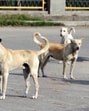 Three of them have died, and the medical condition of others is serious. (REPRESENTATIVE PIC)