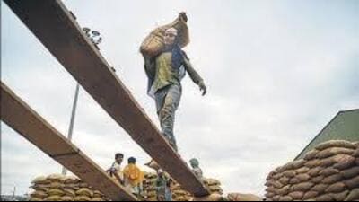 18.87 lakh MT wheat lifted till April 14 in Haryana (HT File) 18.87 lakh MT wheat lifted till April 14 in Haryana (HT File)