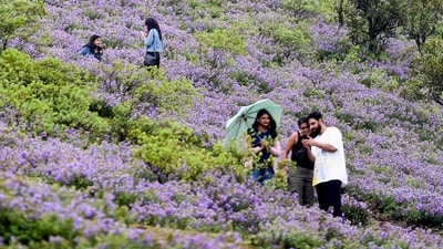 2. Chikmagalur (Approx. 4.5 hours drive): Visitors click photographs in a hill adorned by the Neelakurinji flowers, which bloom once in 12 years, at Chandra Dhrona Hill Ranges in Chikmagalur district. You can also visit coffee plantations and relax in the tranquil environment of Chikmagalur as it is less crowded and equally stunning. Drive through winding roads, sip freshly brewed filter coffee and wake up to views of rolling hills. (PTI Photo)