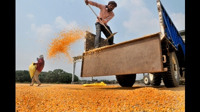 In 2023, summer maize was grown over around 66,817 hectares, and in 2024, the total area was 44,834 hectares, a dip of 21,983 hectares. (HT file)