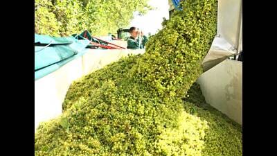 India exports around 2.62 lakh metric tonnes of grapes every season, with Bangladesh accounting for 28% of the export volume. (HT)