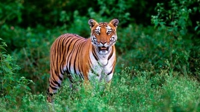 5. Kabini, Karnataka (Approx. 4 hours drive): A dream for wildlife enthusiasts, Kabini offers thrilling safaris and riverside resorts. Spot elephants, leopards, or even a tiger if you’re lucky! Nature is a gift in Kabini. (Image by Orangecounty.in)