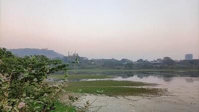 Navi Mumbai, India - April. 15, 2025:Lotus Lake at Sector -27, Nerul in Navi Mumbai, India, on Tuesday, April 15, 2025. (Photo by Bachchan Kumar/ HT PHOTO) (HT PHOTO) Navi Mumbai, India - April. 15, 2025:Lotus Lake at Sector -27, Nerul in Navi Mumbai, India, on Tuesday, April 15, 2025. (Photo by Bachchan Kumar/ HT PHOTO) (HT PHOTO)