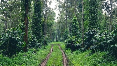4. Sakleshpur, Karnataka (Approx. 5 hours drive): Pictured here is a coffee plantation in Sakleshpura. With dense forests and tea plantations, Sakleshpur is great for treks, bonfires and a calm escape from city chaos during Easter weekend. (File Photo)