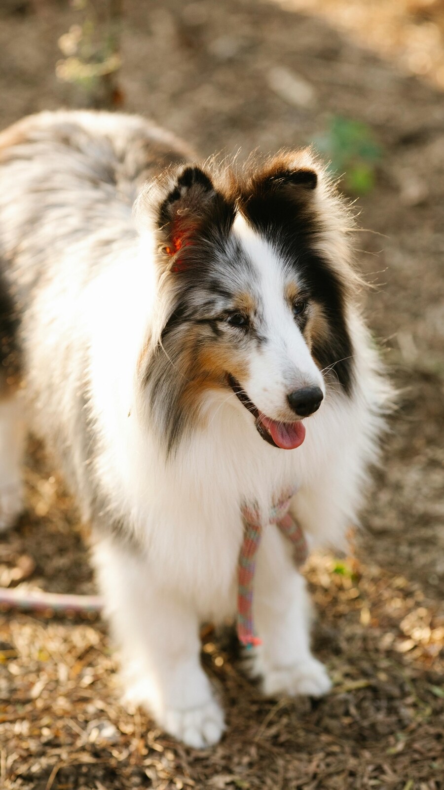 Curated Canine Age Related Kidney Disease Gallery View