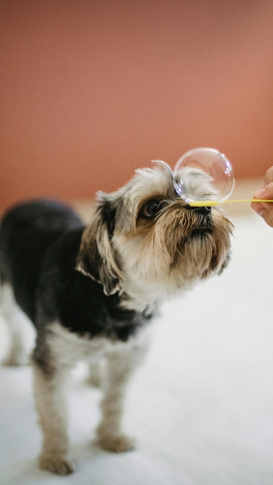 A closer look at Canine Age Related Kidney Disease